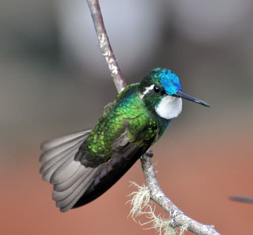 White-throated Mountain-gem