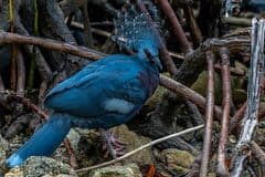 Victoria Crowned Pigeon