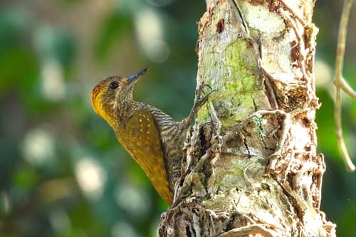 Yellow-eared Woodpecker