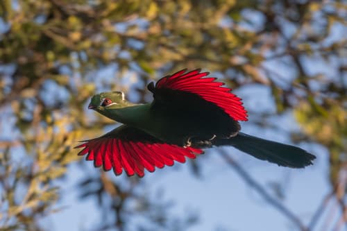 Knysna Turaco