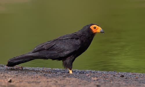 Black Caracara