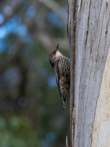 Red-browed Treecreeper