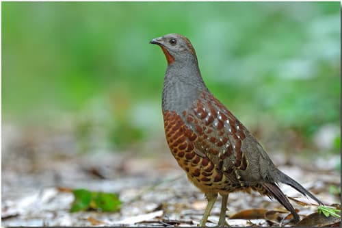 Taiwan Bamboo-Partridge