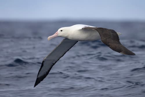 Northern Royal Albatross