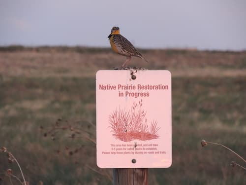 Western Meadowlark