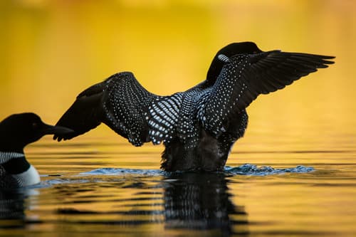 Common Loon