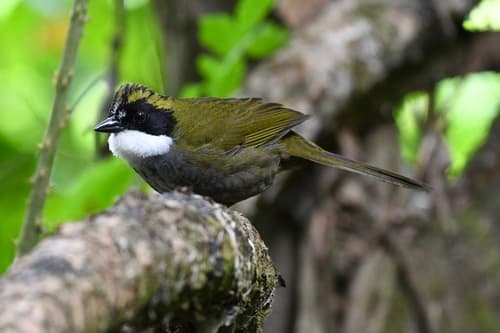 Green-striped Brushfinch