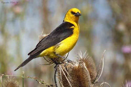 Saffron-cowled Blackbird