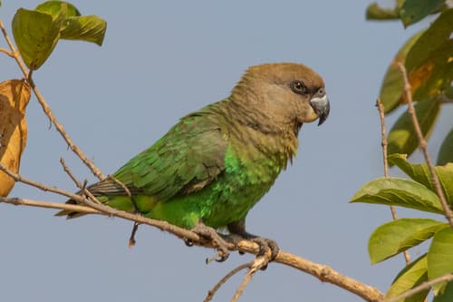 Brown-headed Parrot