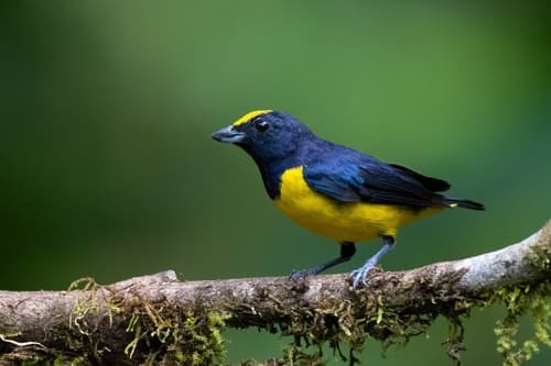 Spot-crowned Euphonia
