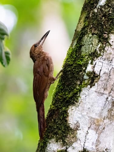 Northern Barred-Woodcreeper