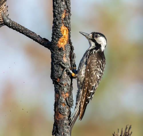 Red-cockaded Woodpecker