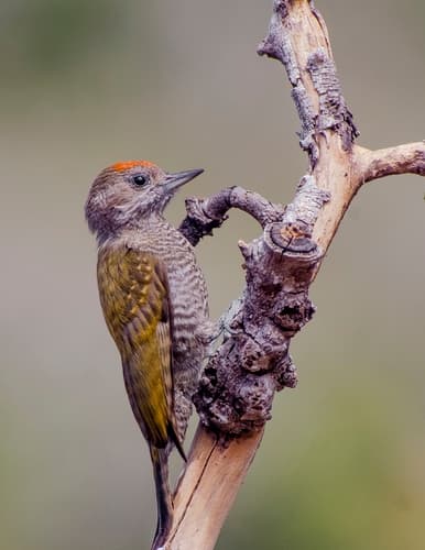 Little Spotted Woodpecker