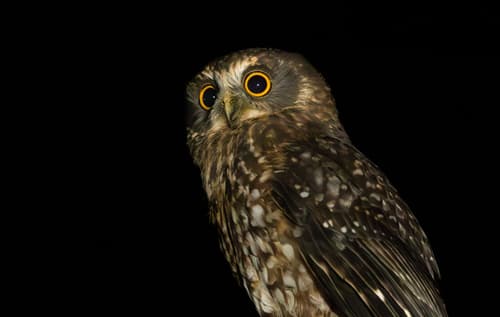 Morepork
