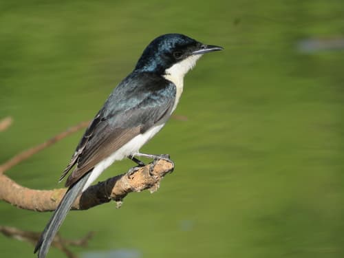 Paperbark Flycatcher