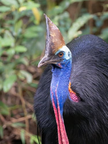 Southern Cassowary