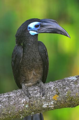 Bushy-crested Hornbill