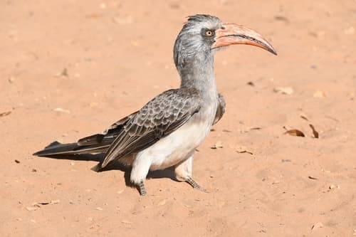 Bradfield's Hornbill