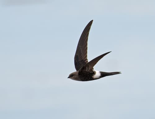 Pacific Swift