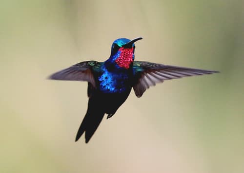 Blue-tufted Starthroat