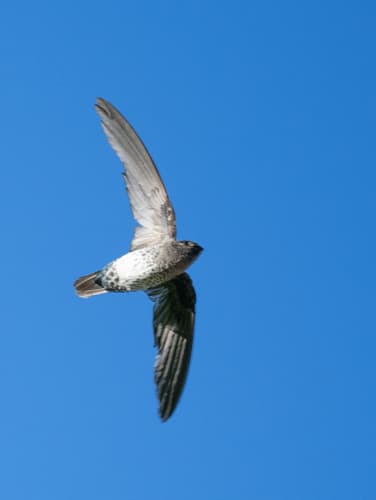 Plume-toed Swiftlet