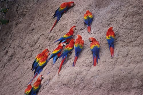 Scarlet Macaw
