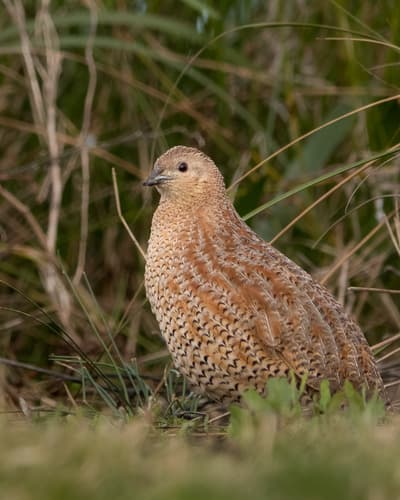 Brown Quail