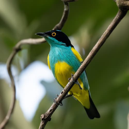 Yellow-tufted Dacnis