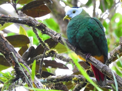 Black-naped Fruit Dove