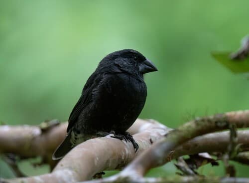 Medium Ground-Finch