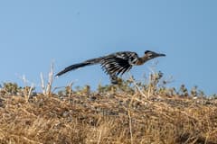 Greater Roadrunner