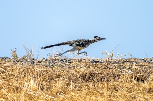 Greater Roadrunner