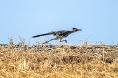 Greater Roadrunner