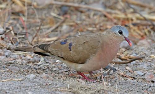 Blue-spotted Wood-Dove