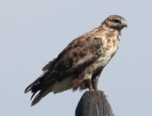 Upland Buzzard
