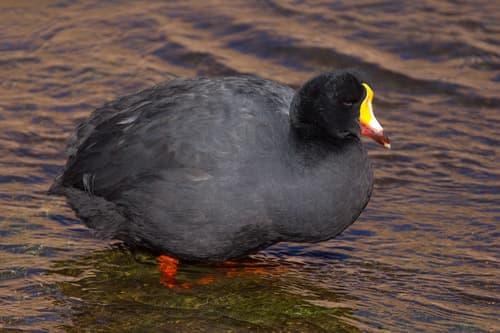 Giant Coot