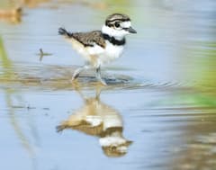 Killdeer