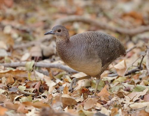 Undulated Tinamou