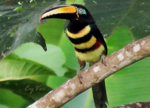 Many-banded Aracari