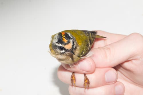 Common Firecrest