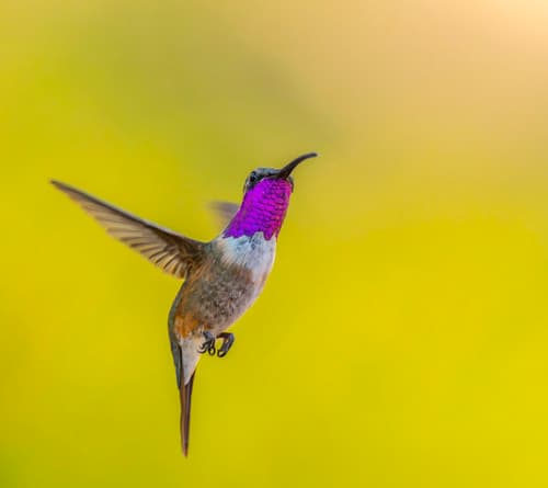 Lucifer Hummingbird