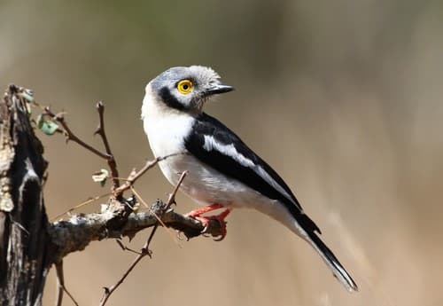 White-crested Helmetshrike