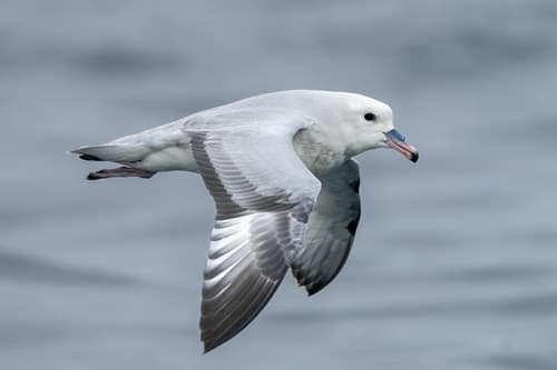 Southern Fulmar