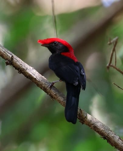 Helmeted Manakin