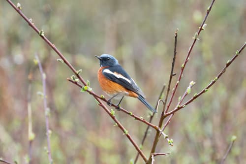 White-throated Redstart