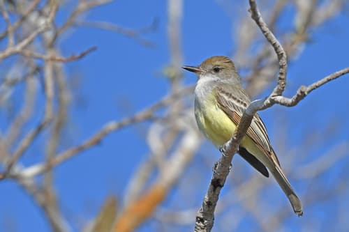 Swainson's Flycatcher