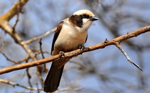 White-crowned Shrike