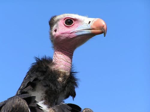 White-headed Vulture