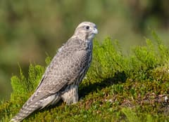 Gyrfalcon