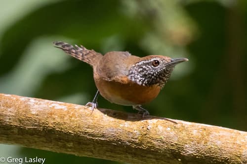 Rufous-breasted Wren